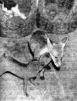 Собака и лисица - doc2fb_image_02000015.jpg