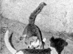 Собака и лисица - doc2fb_image_02000022.jpg