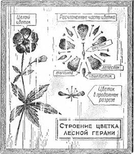 Знай и умей. Самодельные коллекции по ботанике и зоологии - i_026.jpg