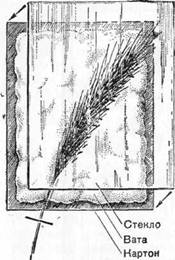 Знай и умей. Самодельные коллекции по ботанике и зоологии - i_027.jpg