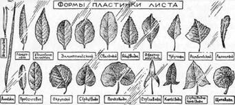 Знай и умей. Самодельные коллекции по ботанике и зоологии - i_029.jpg