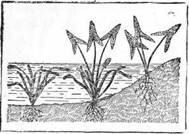 Знай и умей. Самодельные коллекции по ботанике и зоологии - i_030.jpg