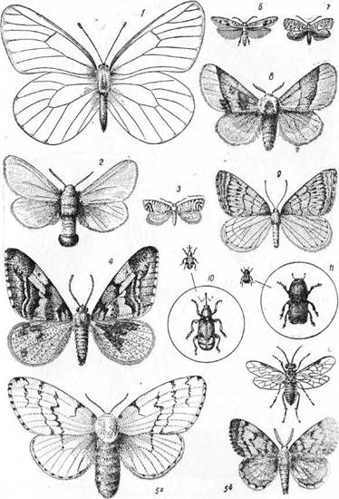 Знай и умей. Самодельные коллекции по ботанике и зоологии - i_044.jpg