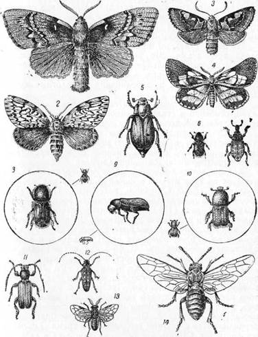 Знай и умей. Самодельные коллекции по ботанике и зоологии - i_046.jpg