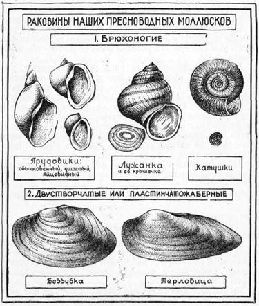 Знай и умей. Самодельные коллекции по ботанике и зоологии - i_047.jpg