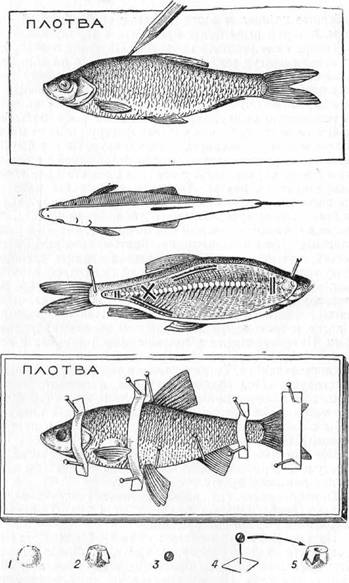 Знай и умей. Самодельные коллекции по ботанике и зоологии - i_048.jpg