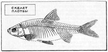 Знай и умей. Самодельные коллекции по ботанике и зоологии - i_050.jpg