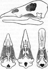 Знай и умей. Самодельные коллекции по ботанике и зоологии - i_053.jpg