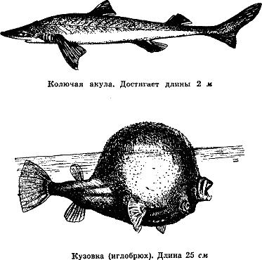 Рассказ о жизни рыб - i_007.png