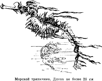 Рассказ о жизни рыб - i_010.png