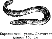 Рассказ о жизни рыб - i_044.png