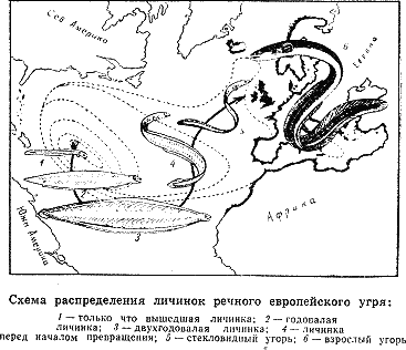 Рассказ о жизни рыб - i_045.png