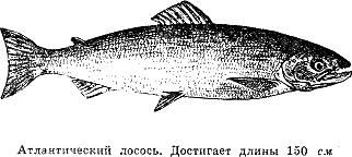 Рассказ о жизни рыб - i_046.png