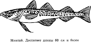 Рассказ о жизни рыб - i_050.png