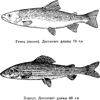 Рассказ о жизни рыб - i_055.png