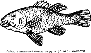 Рассказ о жизни рыб - i_058.png