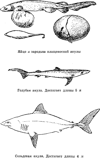 Рассказ о жизни рыб - i_064.png