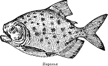 Рассказ о жизни рыб - i_079.png