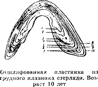 Рассказ о жизни рыб - i_097.png