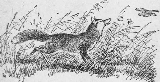 Охота на хищных зверей - i_004.jpg