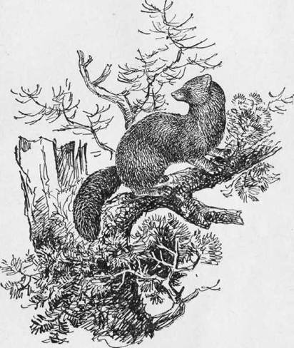 Охота на хищных зверей - i_019.jpg