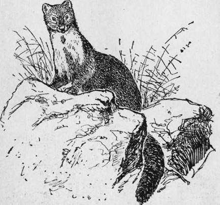 Охота на хищных зверей - i_021.jpg