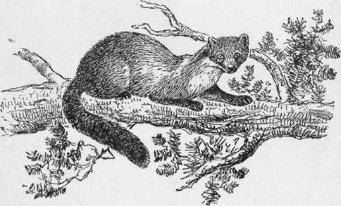 Охота на хищных зверей - i_022.jpg