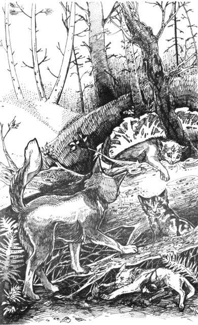 Нерассказанные истории: История Остролистой - pic_18.jpg