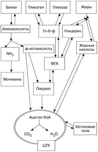 Фармакологическая помощь спортсмену: коррекция факторов, лимитирующих спортивный результат - any2fbimgloader4.jpeg