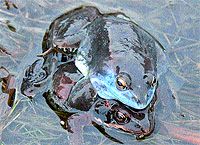 Журнал «Компьютерра» N7 от 20 февраля 2007 года - pic_16.jpg