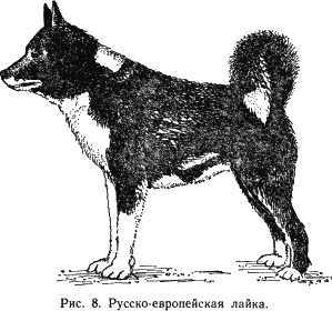 Наши четвероногие друзья - i_009.png