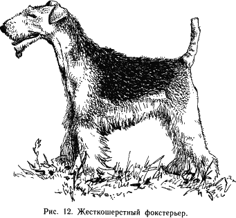 Наши четвероногие друзья - i_013.png