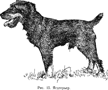 Наши четвероногие друзья - i_016.png