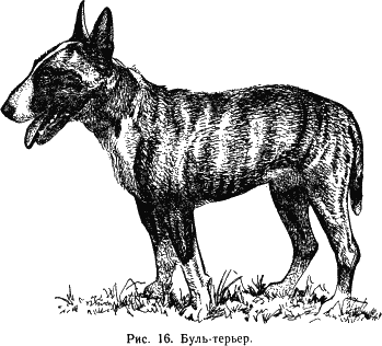 Наши четвероногие друзья - i_017.png