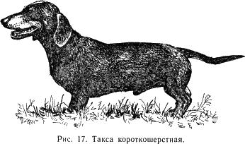 Наши четвероногие друзья - i_018.png