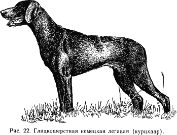 Наши четвероногие друзья - i_023.png