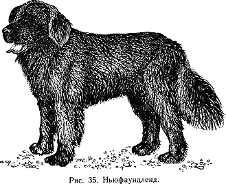 Наши четвероногие друзья - i_036.png