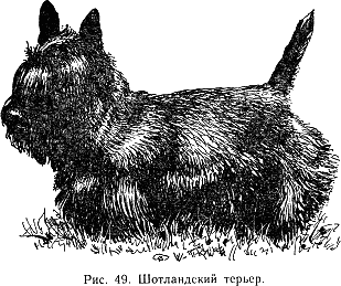 Наши четвероногие друзья - i_050.png