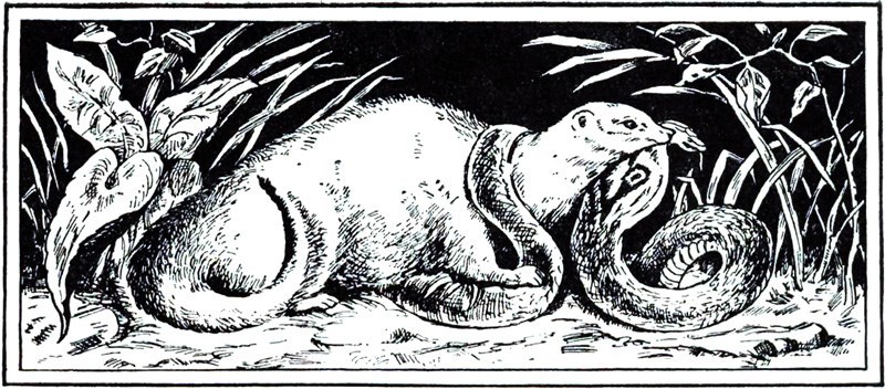 Rikki-Tikki-Tavi - i000000050000.jpg