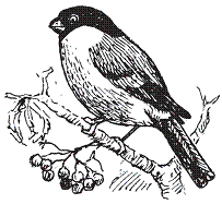 Удивительная биология - pic_30.png