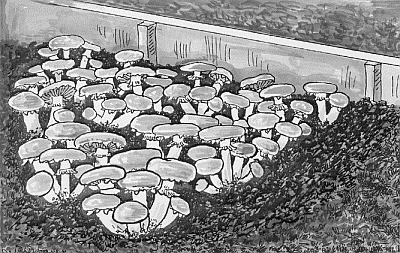 Выращивание грибов - i_030.png