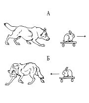Волк. Вопросы онтогенеза поведения, проблемы и метод реинтродукции - i_016.jpg