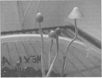 Штурмуя небеса - Any2FbImgLoader46