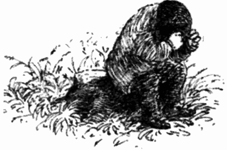 Тоуд-триумфатор - i_012.png