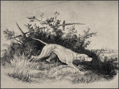 Пойнтеръ и его исторія - i_008.png