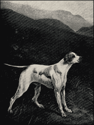 Пойнтеръ и его исторія - i_012.png