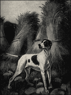 Пойнтеръ и его исторія - i_013.png