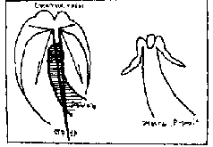 Глоссолалия - i_003.png