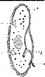 Вестник Знания (N5 1928) - pic_15.png