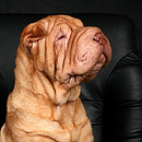 Собачьи истории (выпуски 1-28) - i_002.jpg